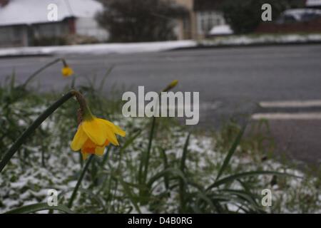 Orpington, Kent. 11 mars 2013. Les jonquilles dans la neige. Crédit : Jay Shaw-Baker / Alamy Live News Banque D'Images