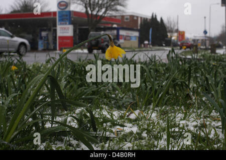 Orpington, Kent. 11 mars 2013. Les jonquilles dans la neige. Crédit : Jay Shaw-Baker / Alamy Live News Banque D'Images