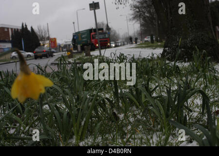 Orpington, Kent. 11 mars 2013. Les jonquilles dans la neige. Crédit : Jay Shaw-Baker / Alamy Live News Banque D'Images