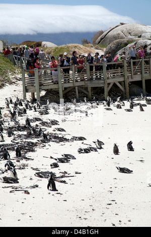 Les visiteurs viennent pour voir la plage de Boulders pingouins à Western Cape - Afrique du Sud Banque D'Images