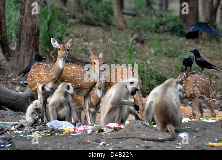 Entelle gris touffetée (Semnopithecus priam) est un singe de l'Ancien Monde, l'une des espèces de langurs, un corbeau et le cerf tacheté ou chital. Banque D'Images