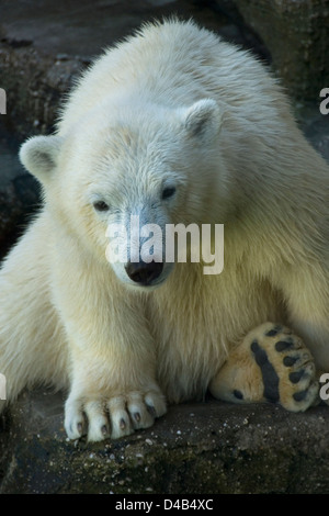 Les jeunes ours polaire assis sur un rocher, le zoo de Schönbrunn, Vienne, Autriche Banque D'Images