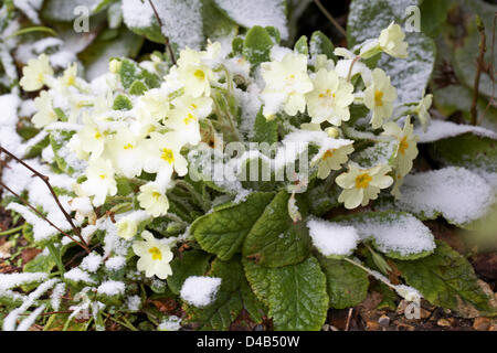 Bournemouth, Royaume-Uni 11 mars 2013. Primroses recouverts de neige en jardin à Bournemouth Banque D'Images