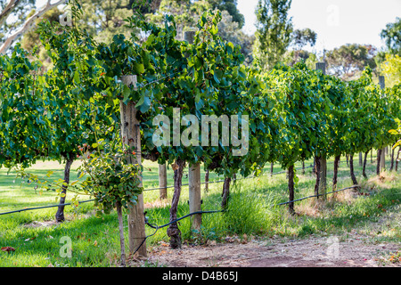 Une rangées de vignes dans un vignoble de La Vallée de Barossa, baigné de soleil. Banque D'Images