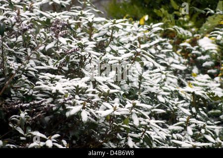 Worthing, West Sussex, UK. 11 mars 2013. La neige dans le sud-est de l'Angleterre - Camellias d'une couverture de neige dans un jardin à Worthing. Credit : Libby Welch / Alamy Live News Banque D'Images