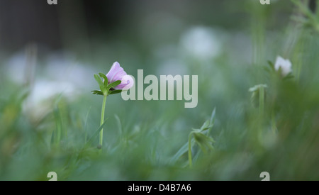 Anemone coronaria anémone coquelicot Banque D'Images