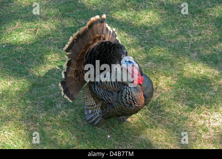 Wild Turkey, Meleagris gallopavo, homme Banque D'Images