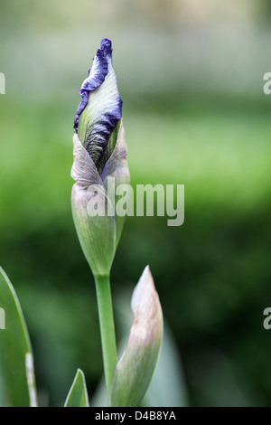 Iris Barbata Banque D'Images