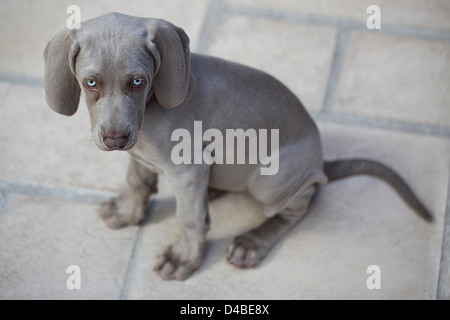 Blue Eyed braque de chiot sait aussi qu'un Weim ou 'Gray Ghost" Banque D'Images