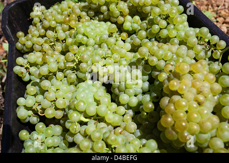 Wine farm onirique de raisin blanc, Afrique du Sud Banque D'Images