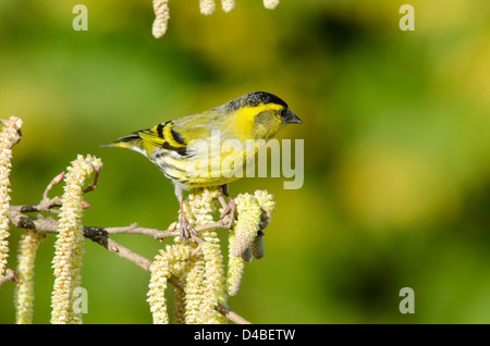 Eurasian Siskin Carduelis [ou européen spinus] homme sur des chatons [Hazel Corylus avellana]. Sussex, UK Mars. Banque D'Images