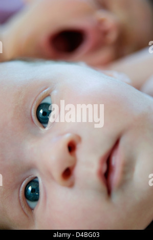 Faux jumeaux nouveau-nés 6 à 8 semaines. Un bâillement en arrière-plan. Banque D'Images