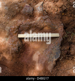 Une empreinte de nodosaure vérifiée est découverte au Goddard Space Flight Center de la NASA à Greenbelt, Maryland. L'empreinte remonte à la période du Crétacé et offre un aperçu du comportement des dinosaures à cette époque. Banque D'Images