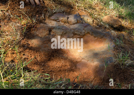 Une empreinte de dinosaure vérifiée, censée appartenir à un nodosaure, a été découverte au Goddard Space Flight Center à Greenbelt, Maryland, fournissant un aperçu de la vie préhistorique pendant la période du Crétacé. Banque D'Images