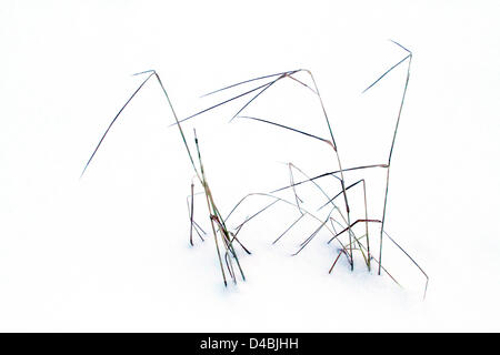 Grashalme im Schnee / grass spires dans la neige Banque D'Images