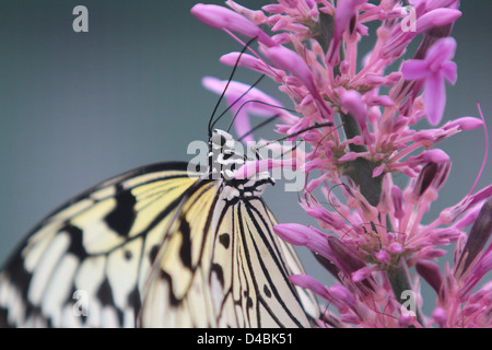 Fermer en jaune et noir butterfly on flower Banque D'Images