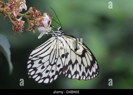 Papier de riz jaune butterfly close up getting off nectar de fleur Banque D'Images