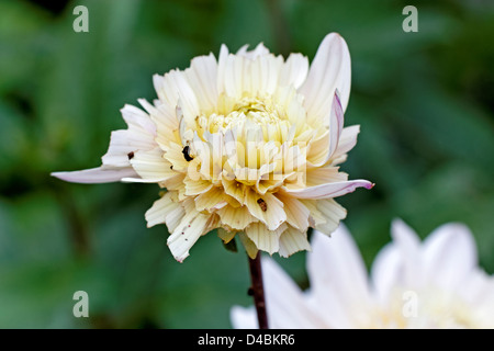 Les crottes de souris sur une fleur de dahlia, rongé par une souris Banque D'Images