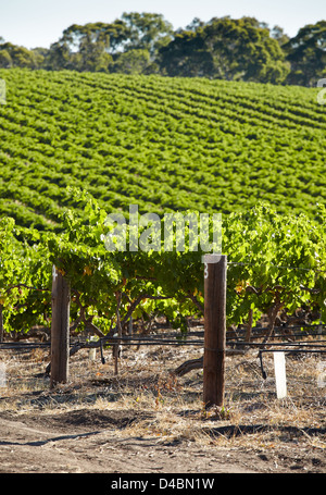 Vignes dans la région de vin de la Vallée de Barossa, Australie-Méridionale Banque D'Images