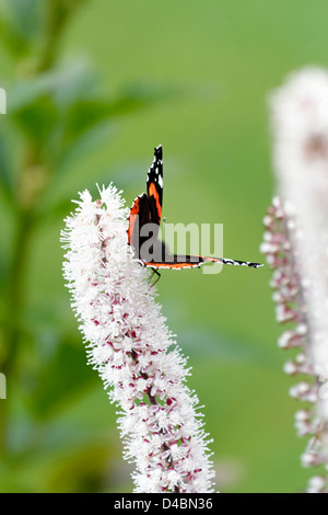 L'amiral rouge papillon sur Actaea simplex 'Brunette' plante vivace herbacée Banque D'Images