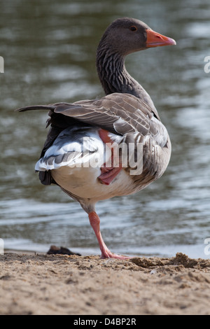 Oie cendrée (Anser anser). Debout sur la jambe gauche, le droit au repos. Réponse à la question, pourquoi n'oiseaux se tenir sur une jambe ? Banque D'Images