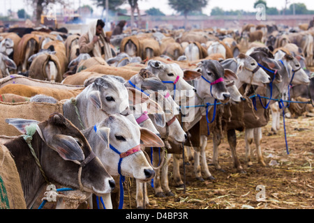 Le bétail Nagaur, équitable, Nagaur Rajasthan, Inde Banque D'Images