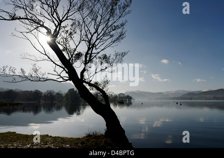 Des arbres sur la rive d'Ullswater dans le Lake District, en Angleterre Banque D'Images