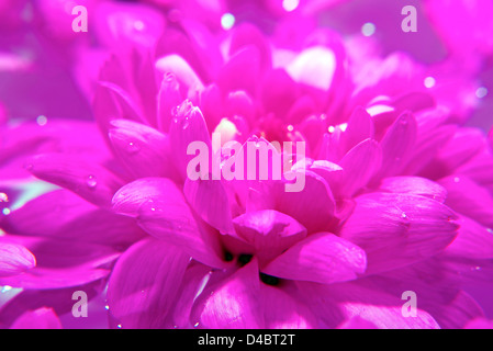 Photo de gros plan d'une belle fleur marguerite pourpre Banque D'Images