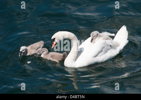 Les cygnes et les paquets à l'installation, le lac de Côme, les lacs italiens, Italie. Juillet 2010. Cygne muet prend soin de ses jeunes sur le lac. Banque D'Images