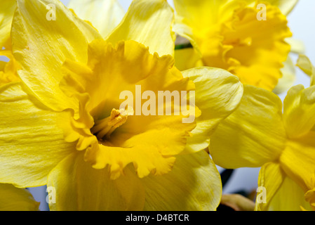 Belles jonquilles jaune au printemps. Banque D'Images