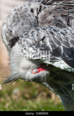 Le sud ou Crested Screamer (Chauna torquata). Lissage d'oiseaux avec tête sous l'aile droite, appelée nictitante de protection. Banque D'Images