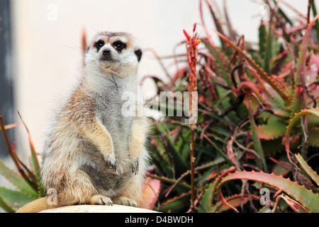 Un meerkat, assis sur un rocher près d'une plante succulente, regarde autour de Banque D'Images