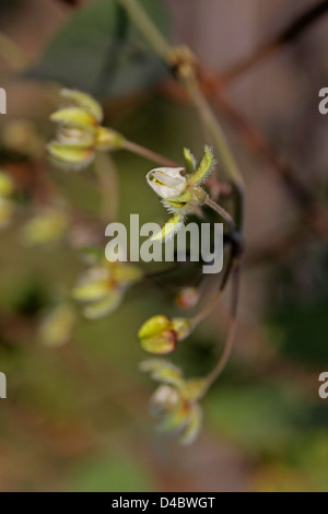 Fleurs de Pergularia daemia, Pergularia Banque D'Images