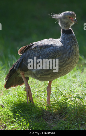 Crested ou le sud de Screamer Chauna torquata. Banque D'Images