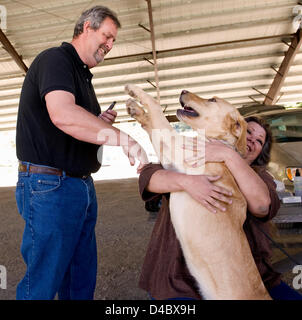 01 mars 2013 - Santa Paula, CA, US - Après une invitation du Search Dog Foundation, Steve Burhoe et Sherri Skanes rencontrez Tanner, un golden labrador nommé pour leur fils, Stephen Tanner Burhoe, qui, à l'âge de 10 ans, a recueilli de l'argent pour la recherche Dog Foundation dans les semaines qui ont suivi l'attentat du 11 septembre. Les deux jambes Tanner est en ce moment à marine boot camp dans le sud de la Californie. Le SDF est une organisation non gouvernementale à but non lucratif qui renforce la préparation aux catastrophes dans les Etats-Unis en partenariat avec les gestionnaires des chiens secourus pompier pour trouver des personnes enterrées vivantes dans les décombres des catastrophes Banque D'Images