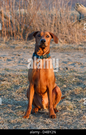 Berlin, Allemagne, un Pinscher allemand dans le siège Banque D'Images