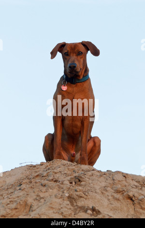 Berlin, Allemagne, un Pinscher allemand assis sur un Sandhuegel. Banque D'Images