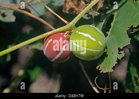 Grimpeur de sucette, en vigne, Diplocyclos palmatus, Inde Banque D'Images