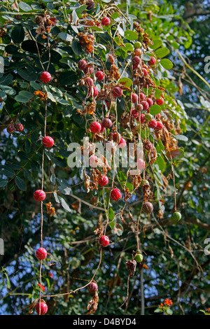 Grimpeur de sucette, en vigne, Diplocyclos palmatus, Inde Banque D'Images