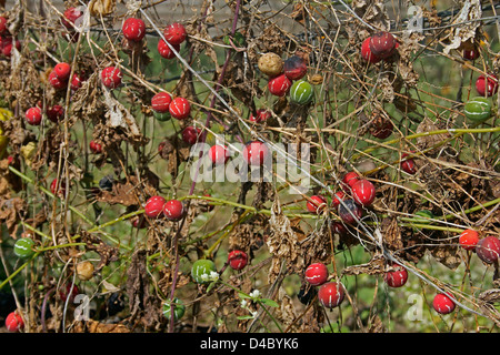 Grimpeur de sucette, en vigne, Diplocyclos palmatus, Inde Banque D'Images