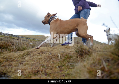 Mixed breed dog brown s'amuse dans les montagnes de Sierra de Gredos, Ávila, Espagne Banque D'Images
