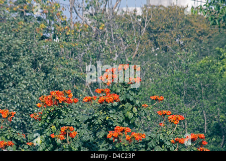 African tulip tree, Spathodea campanulata, Fountaintree Banque D'Images