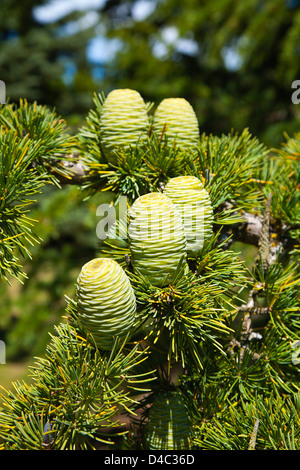 Un groupe de cônes de cèdre de l'Atlas sur un arbre. Canterbury, île du Sud, Nouvelle-Zélande. L'été. Banque D'Images