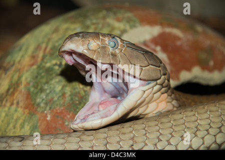 Gros plan d'une tête de Cobra King. (Ophiophagus hannah) Banque D'Images