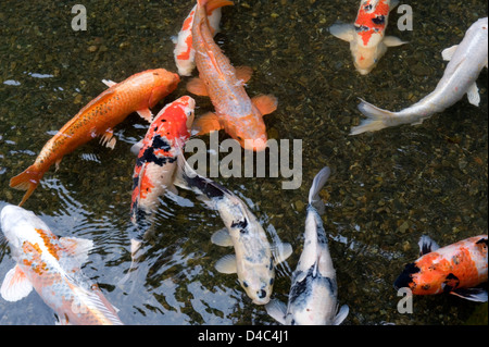 Orange, blanc et multicolore carpe koï poisson qui nage en étang peu profond à Kyoto, Japon créer une dynamique de la composition artistique. Banque D'Images