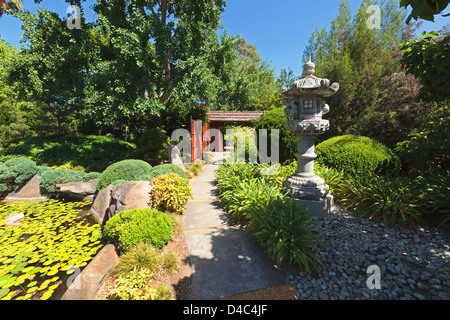 Arbre de jardin japonais de l'eau étang Roseaux Roseaux lys lys Jardin Japonais dans le sud du parc d'Adélaïde en Australie du Sud Banque D'Images