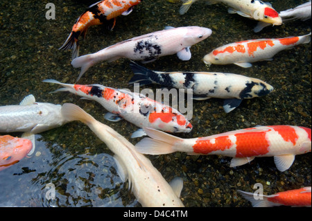 Orange, blanc et multicolore carpe koï poisson qui nage en étang peu profond à Kyoto, Japon créer une dynamique de la composition artistique. Banque D'Images