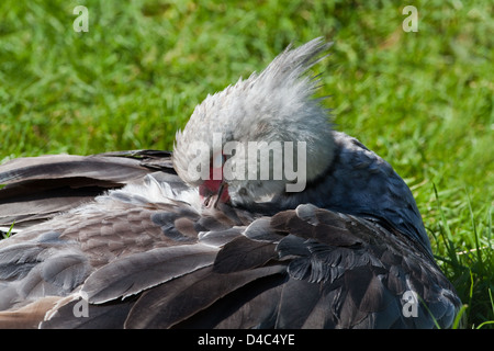 Ou dans le sud de la crête (Chauna torquata Kamichi). Plumage lissage sur la croupe. Notez que paupières inférieures sont dessinés. Banque D'Images