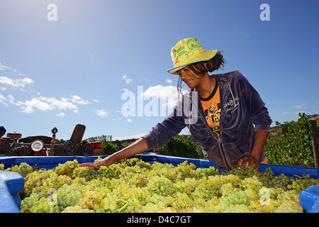 Une dame Africaine au moment de la récolte, contrôler la qualité des raisins blancs pour se transformer en vin. Banque D'Images