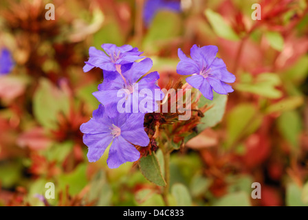 Bleu Plumbago Ceratostigma plumbaginoides Hardy, Plumbaginaceae Banque D'Images